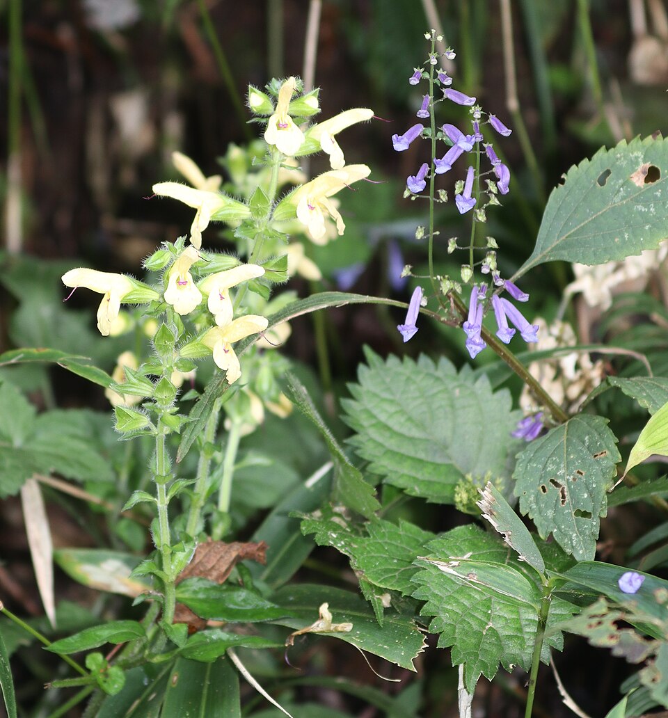 File:Salvia nipponica and Isodon effusus s2.jpg